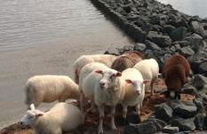 Auf dem alten Deich - Foto 35