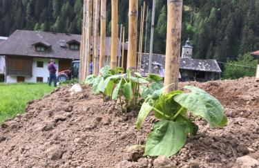 Agritur Ruatti - Foto 15