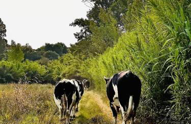 Santuário SOS Animal - Foto 8