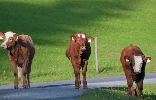 Animal -friendly Apartment in Leogang - Foto 7