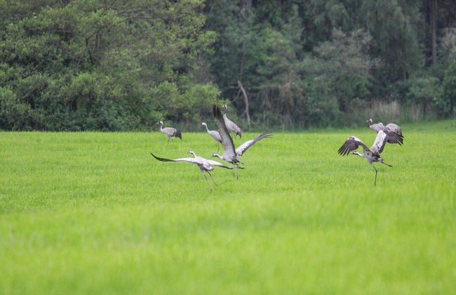 Doppelhaushalfte Seestern, Lohmen - Foto 26