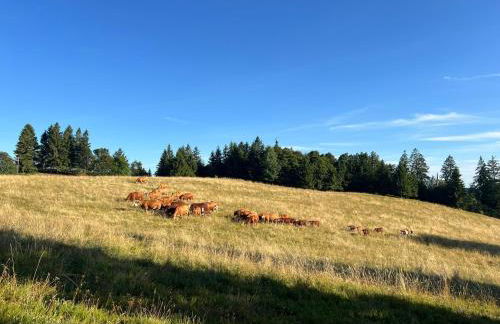 Hof Wälderblick - Foto 42
