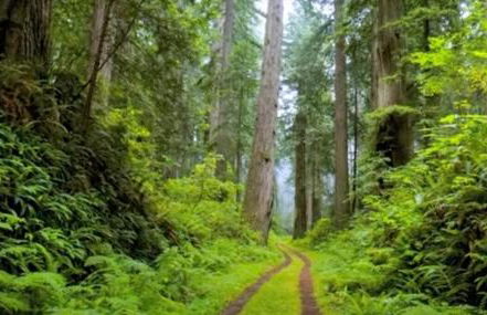 Surfside Beach House near Ancient Redwoods - Foto 35