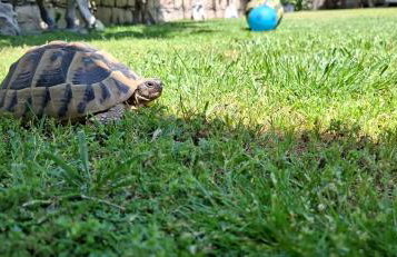 Villa Kucine Olives Garden by Istra Vacation - Foto 16