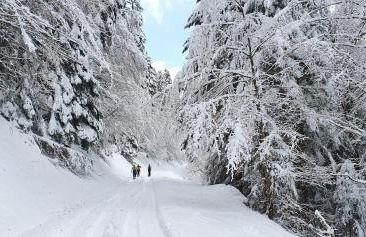 APPARTEMENT ACCES PISICNE - ST JEAN D'AULPS - 6 Pers - Riam D2 - Foto 14