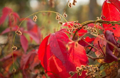 Tiny Haus auf idyllischem Grundstück im Rittergut - Foto 3