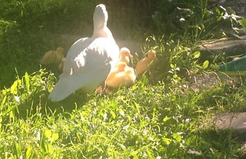 Agriturismo La Terra - Foto 19