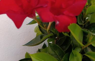 Casa Carmela axarquia - Foto 19