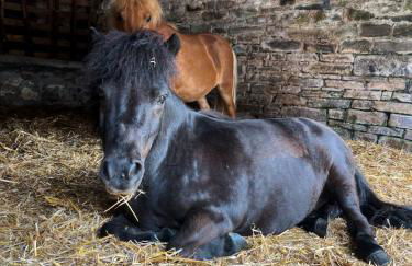 Mountain View Farm Cottage - Foto 8