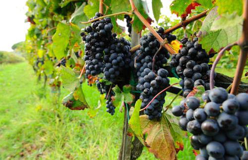 La Casa Colonica wine and oil - Foto 69