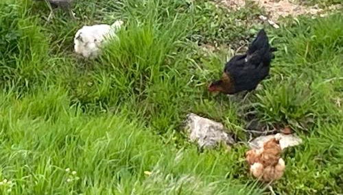 Le gite du moulin - Foto 4