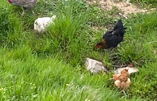 Le gite du moulin - Foto 4