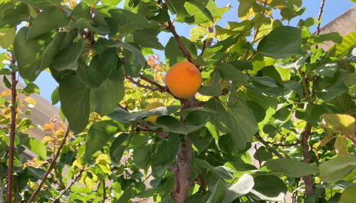 Suliscia open space di Sulemmari - Foto 3