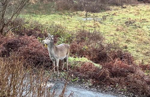 Hidden Hut - Aros Sea View - 6 Mins Walk to Tobermory - Foto 8