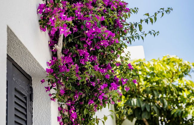 Scorpios Beach Santorini - Foto 41