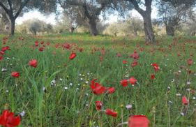 Sparta Filoxenia House - Photo 42