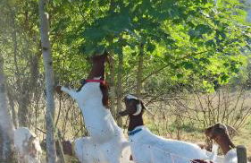 Familienferienhof Berger - Foto 19