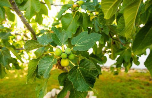 Casa da Quintinha - Villa with a pool - Foto 41