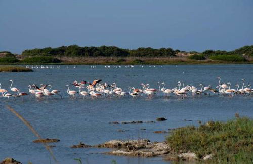 Capu Cilona - Foto 26