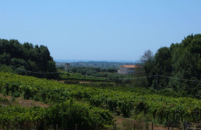 Azienda Agricola Sinisi - Foto 35