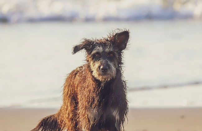 Morena Beach - Foto 36