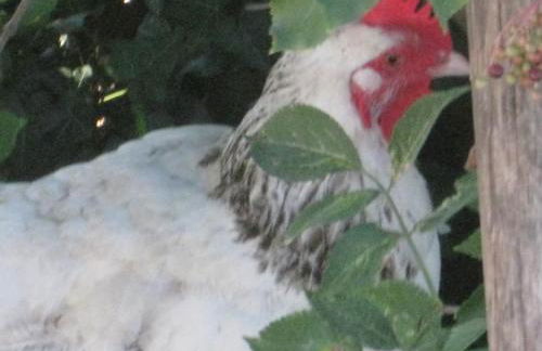 Le Pas des Lanciers - Foto 24