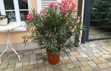 Landhaus Chica - Foto 20