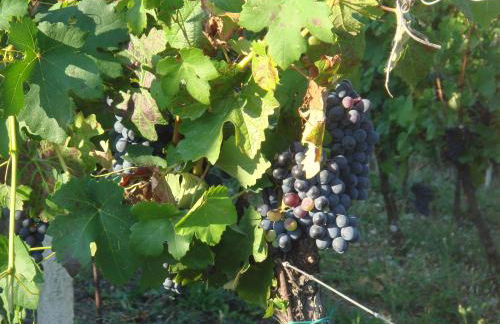 Agriturismo Relais "il Bricco" - Foto 122