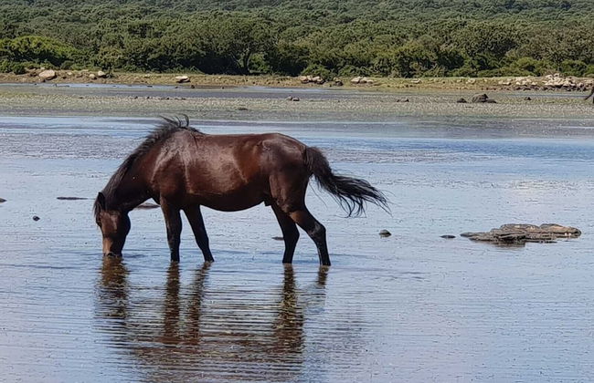 Location Sardinia Borgo Antico Xix Sec - Foto 73
