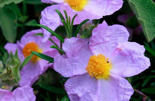 Holiday Home Stazzo mit Garten in Luogosanto by Interhome - Foto 33