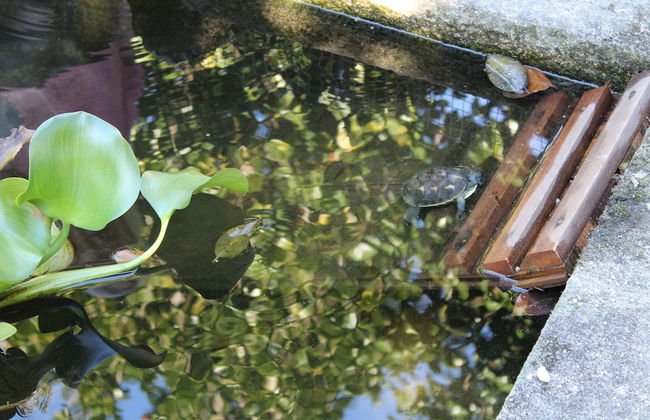 Excellent Cottage in Santa Comba With Communal Swimming Pool - Foto 21