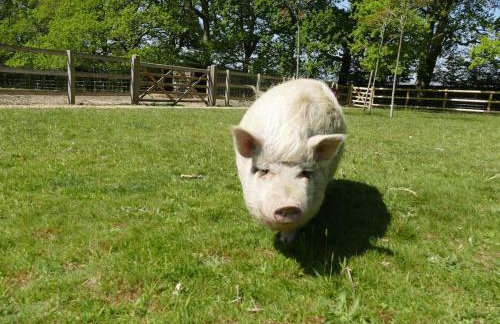 The Stables - 2 bed with large garden and hot tub. - Foto 2