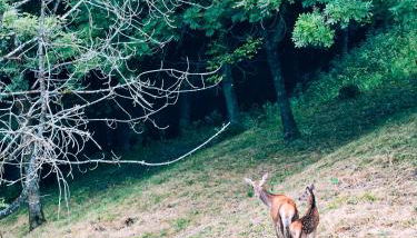 Reddish Deer House ::: Cadore Dolomiti - Foto 2