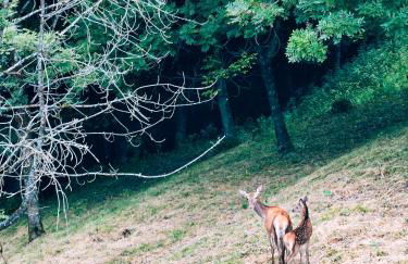 Reddish Deer House ::: Cadore Dolomiti - Foto 2