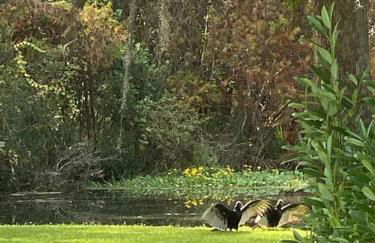 Professor Rousseau's Tiki Hideaway - Foto 37