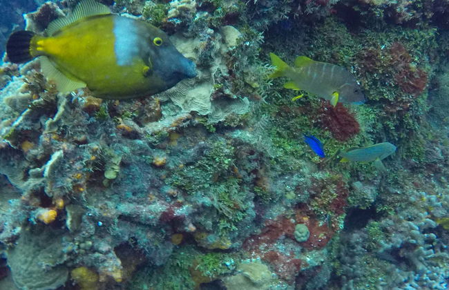 Cozumel Cruise & Snorkeling - Photo 3