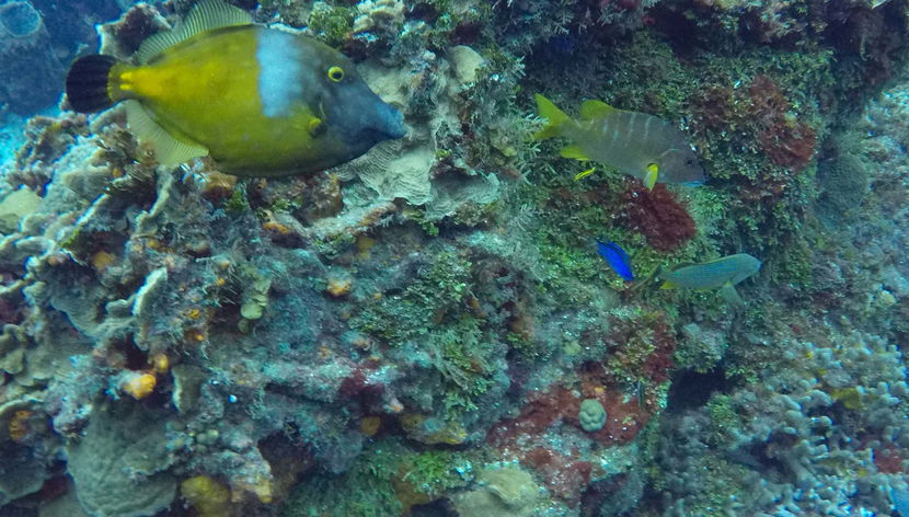 Cozumel Cruise & Snorkeling