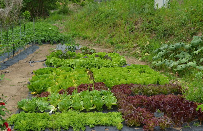 Pension Cafe Yoon & Park - Foto 30