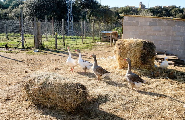 Can Barnosell - Els Masos d'en Coll - Foto 52