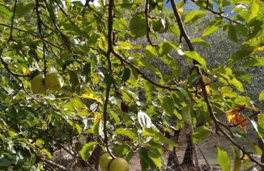 la masseria di Antonio e Teresina - Foto 35