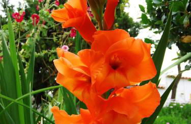 Ninho Da Poupa - Foto 26