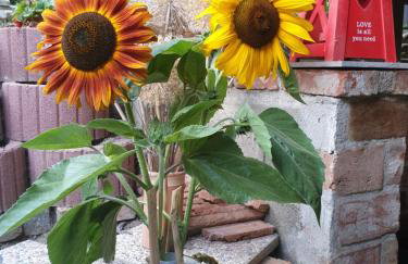 Vila Ema-kuća za odmor - Foto 28