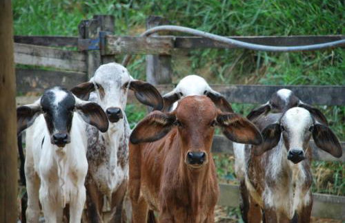 Hotel Fazenda Villa-Forte - Photo 126