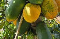 Nature Sanctuary, a semi-detached house on an ecological & sustainable farm - Foto 38