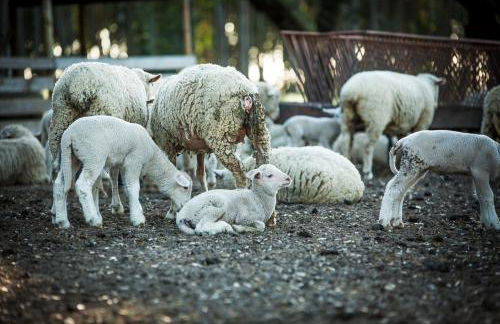Monte do Lago, Pegões - Foto 64