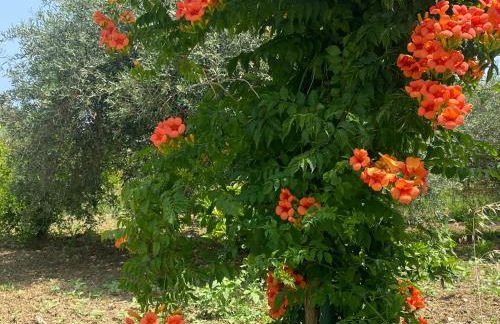 Cicero’s - Intero alloggio - Foto 46