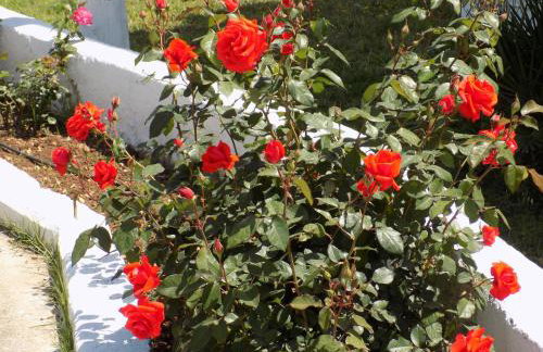 JERRY'S STUDIOS LASSI - Photo 50