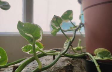 Dalla Spiaggetta a Quinto - Foto 21