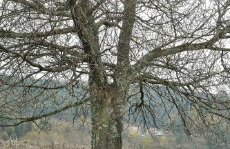 Quinta de Lourosa - Foto 49