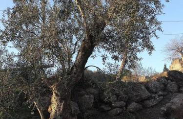 Cantinho da Pereira - Foto 9